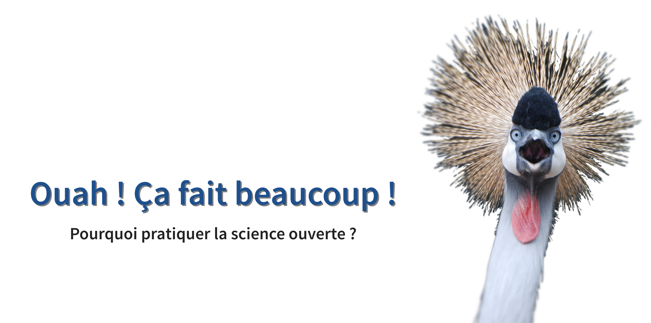 Grue à couronne grise à l'air surpris, avec une grande couronne de plumes autour de la tête. Le texte est le suivant : 'Whoa ! C'est beaucoup ! Pourquoi faire de la science ouverte ?'